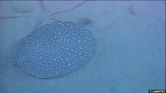 殻が見えない巻貝サラサベッコウタマガイ