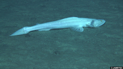 海底でじっとしているシンカイエソ属の一種