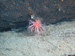 深海に”咲く”タイマツトサカ属の一種