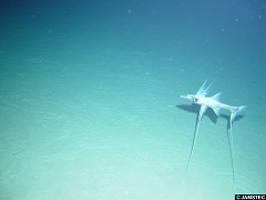 獲物を待ち構えるオオイトヒキイワシ