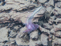 薄紫色をしたギボシムシ