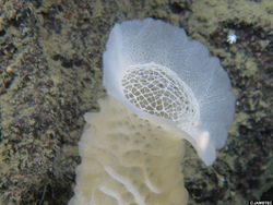 海水を取り込んで生きる原始的な動物