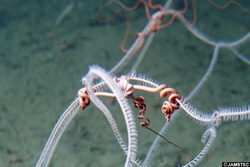 他の生物に巻きつくクモヒトデの仲間