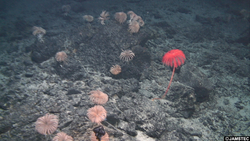 海底に咲く花のような生物