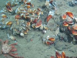 Paralomis エゾイバラガニ属 Biological Information System For Marine Life