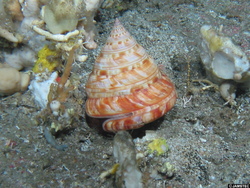 Pleurotomariidae オキナエビスガイ科 - Biological Information