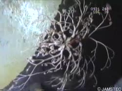 Gorgonocephalidae テヅルモヅル科 - Biological Information System for Marine Life