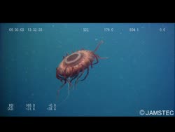 Atolla Wyvillei ムラサキカムリクラゲ Biological Information System For Marine Life